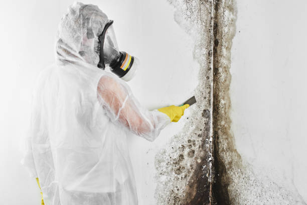 Baldwin, MI Mold Remediation Company