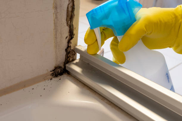 Reliable Baldwin, MI Mold Remediation Solutions