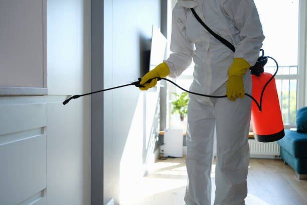 Best Basement Mold Remediation in Baldwin, MI