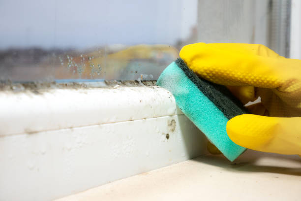 Best DIY Mold Remediation Support Services in Baldwin, MI