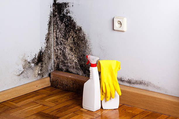 Best Bathroom Mold Remediation in Baldwin, MI