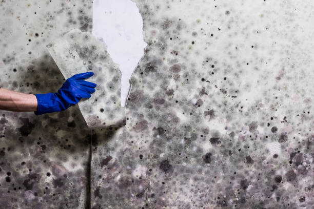 Best Bathroom Mold Remediation in Baldwin, MI