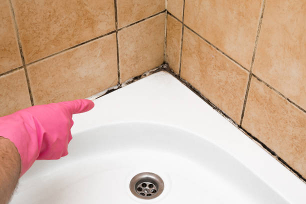 Baldwin, MI Mold Remediation Company